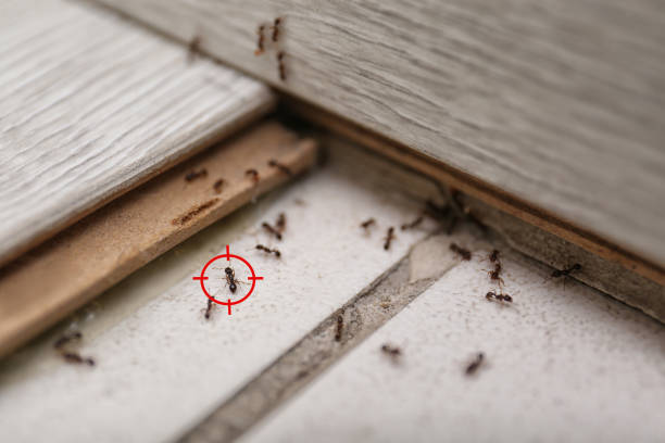 Best Pest Control for Restaurants  in Sierra Vista, AZ
