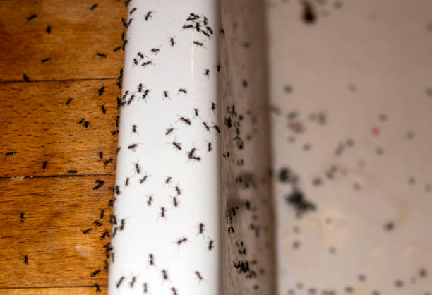 Best Wasp Removal Services  in Sierra Vista, AZ